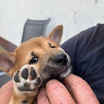 Shiba inu štenci