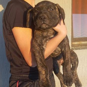 Presa Canario štenci