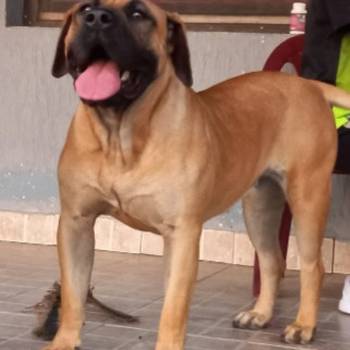 Presa Canario štenci