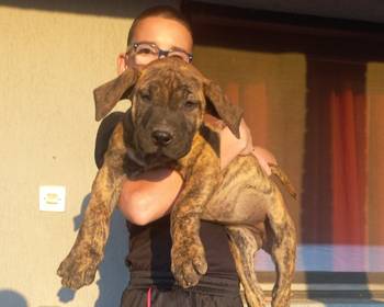 Presa Canario štenci