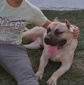 Presa Canario štenci