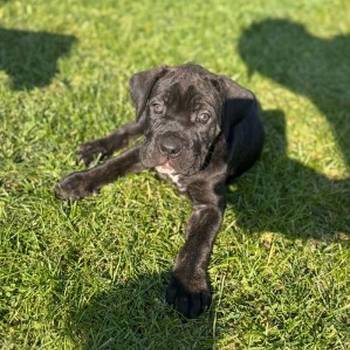 Cane Corso štenci