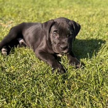 Cane Corso štenci