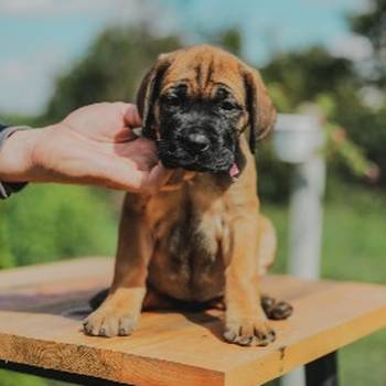 Cane Corso štenci