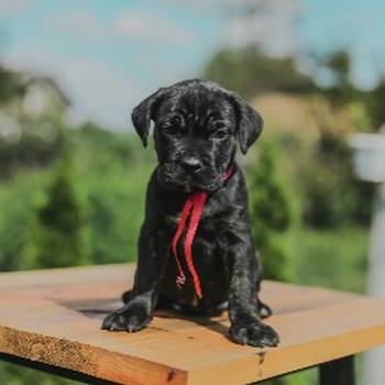 Cane Corso štenci