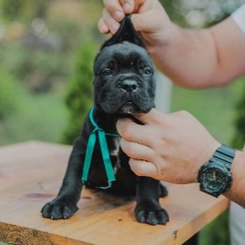 Cane Corso štenci