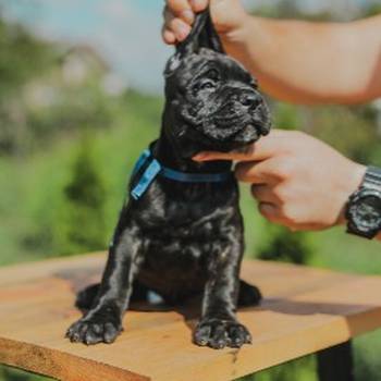 Cane Corso štenci