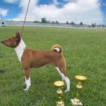 Basenji stenci