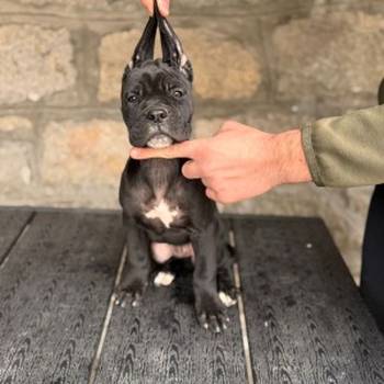 Cane Corso štenci