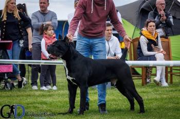 Cane Corso štenci