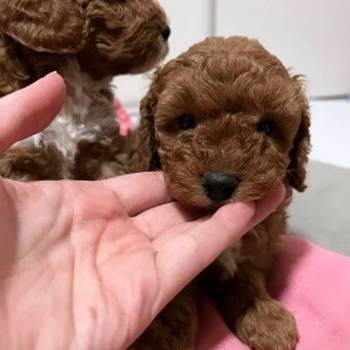 Mini poodle