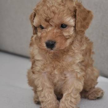 Mini poodle