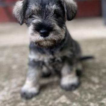 Patuljasti Šnaucer Miniature Schnauzer