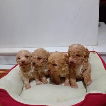 Maltipoo stenci