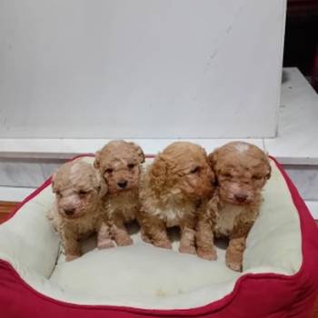 Maltipoo stenci