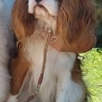 Cavalier king Charles spaniel štenci