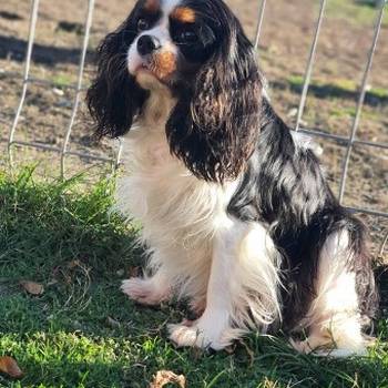 Cavalier king Charles spaniel štenci