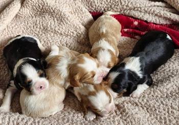 Cavalier king Charles spaniel štenci