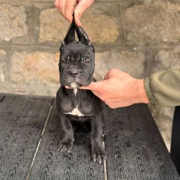 Cane Corso štenci