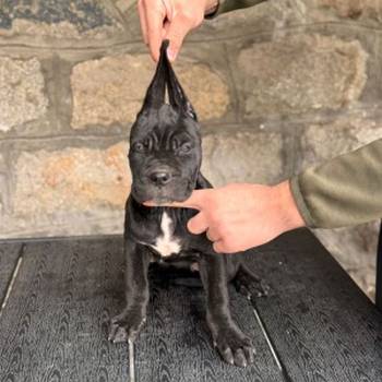 Cane Corso štenci