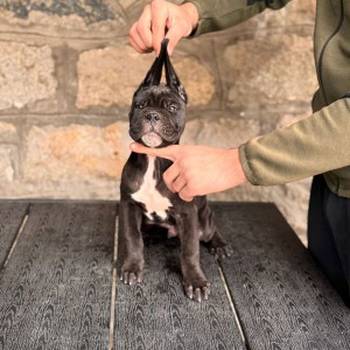 Cane Corso štenci