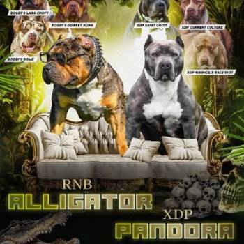 Američki Buli American Bully štenci