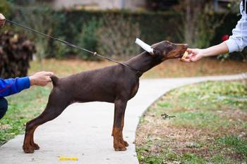 Doberman štenci na prodaju