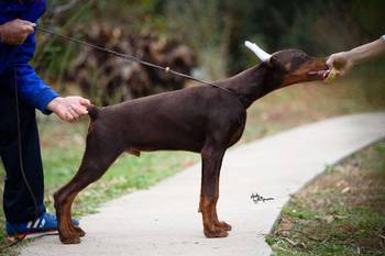 Doberman štenci na prodaju