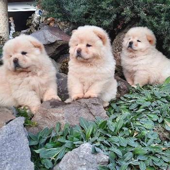 Cau cau Chow chow stenad