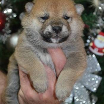 Shiba inu štenci