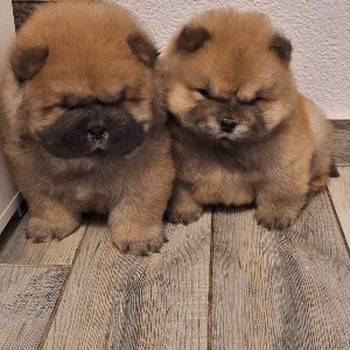 chow chow