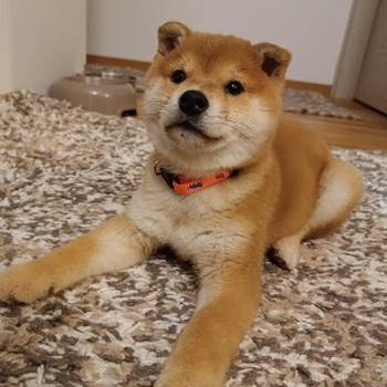 Shiba inu stenci povoljno