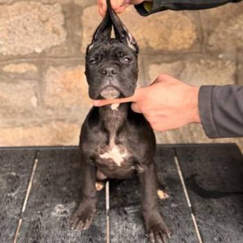 Cane Corso stenci