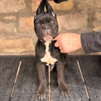 Cane Corso stenci