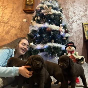 Čokoladni i crni štenci Labrador Retrievera