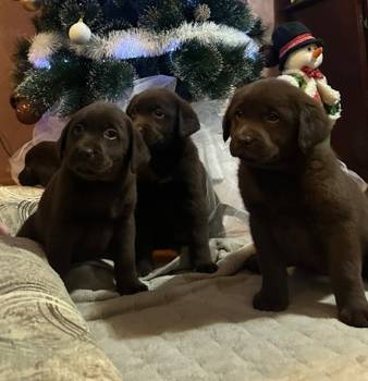 Čokoladni i crni štenci Labrador Retrievera