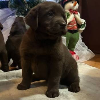 Čokoladni i crni štenci Labrador Retrievera