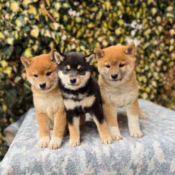 Shiba Inu stenci