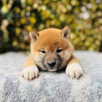 Shiba Inu stenci