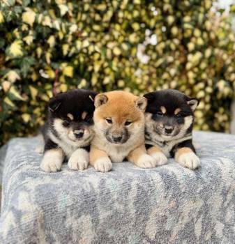 Shiba Inu stenci