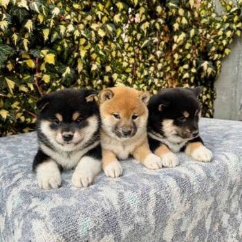 Shiba Inu stenci