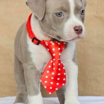 American bully pocket