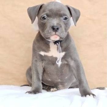 American bully pocket