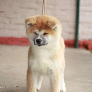 Akita Inu