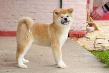 Akita Inu