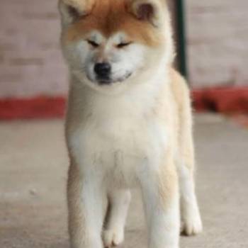 Akita Inu