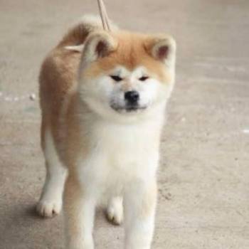 Akita Inu