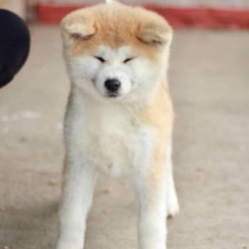 Akita Inu