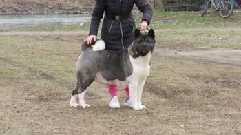 Naziv oglasa Americka akita stenci