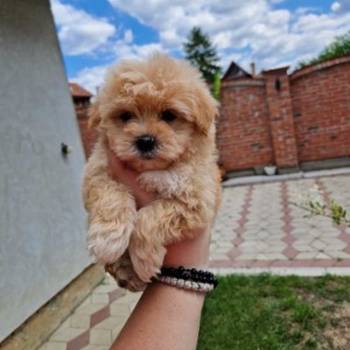 Preslatke bebice MALTIPOO